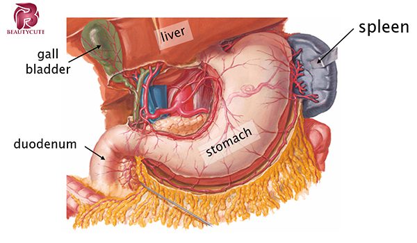 ساختار و عملکرد معده
